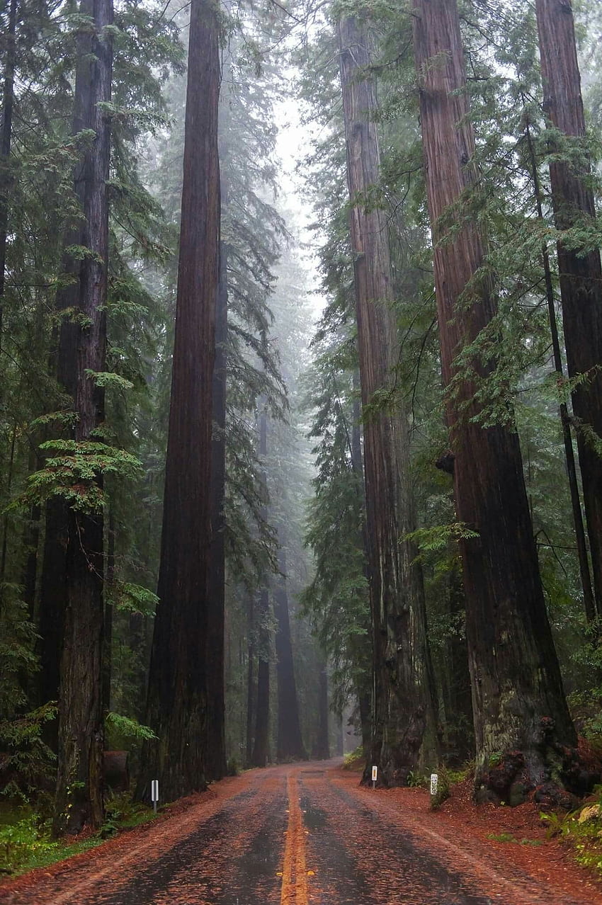 Forêt de géants Séquoias Arbres Fougères r Nouvelles forêts de séquoias, Séquoias de Californie Fond d'écran de téléphone HD