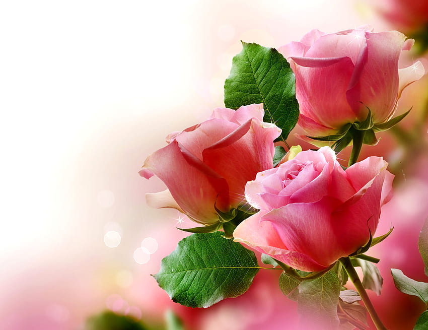 Roses with Leaves F2C, graphy, floral, beautiful, romance, beauty, rose, scenery, wide screen, flower, love, nature HD wallpaper