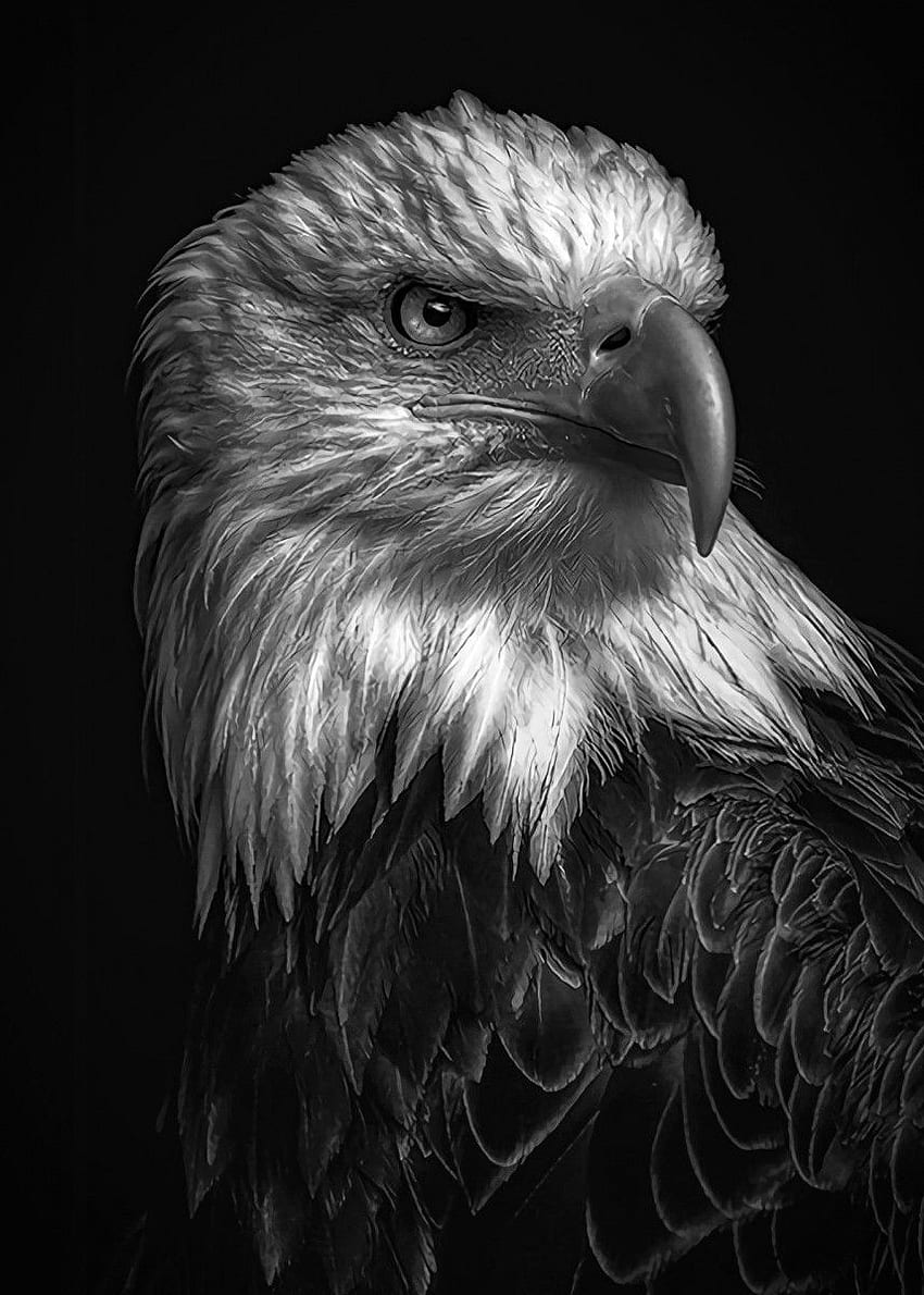 impressão de pôster de cabeça de águia selvagem 'pelo estúdio MK. Displate in 2021. Águia, Animais preto e branco, Pintura de águia Papel de parede de celular HD
