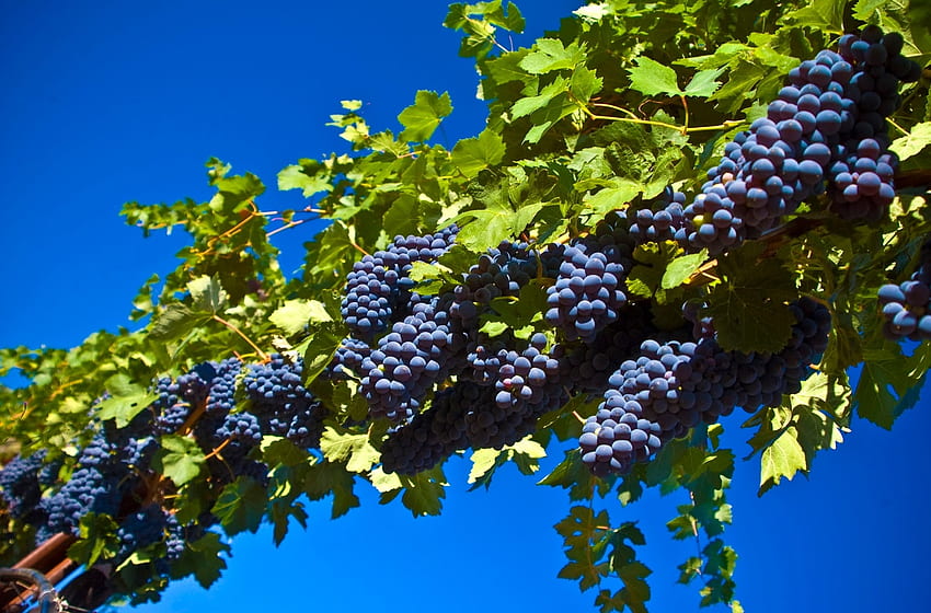 Harvest-time, graphy, grapes, nature, vineyards HD wallpaper | Pxfuel