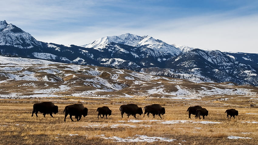 Migration des bisons d'Amérique ou des buffles en hiver, Parc National de Yellowstone, Montana, États-Unis. Pleins feux sur Windows 10 Fond d'écran HD