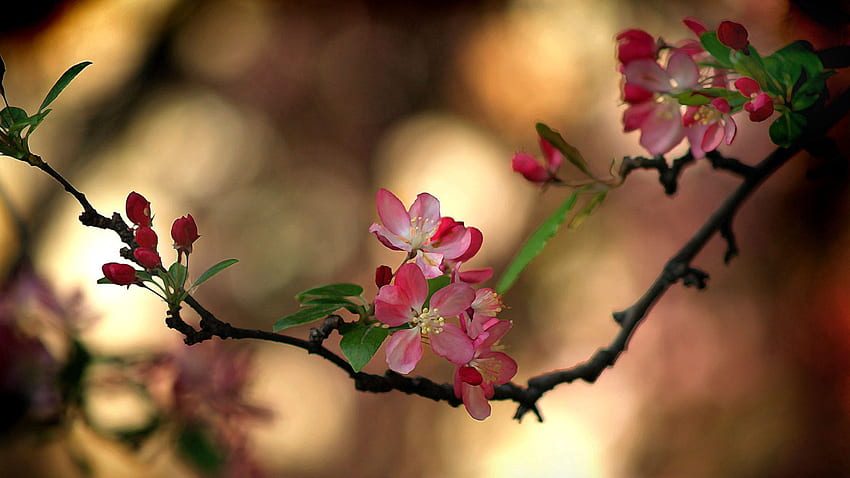 Flowers, Leaves, Blur, Smooth, Branch, Color, Spring HD wallpaper
