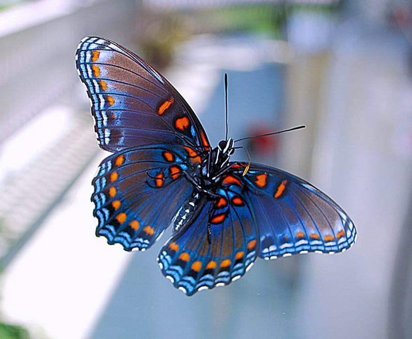 Blue on blue, blue, wings, white, black, butterfly, flower, orange HD wallpaper