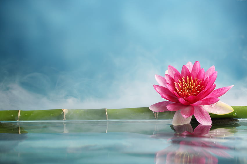 Lotus, Zen Lotus Flower Pink HD wallpaper