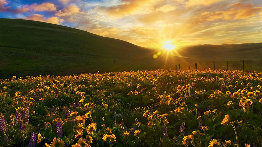 Columbia Hills State Park, Washington, blossoms, colors, clouds, landscape, flowers, sky, sunrise, hills, usa, wildflowers HD wallpaper