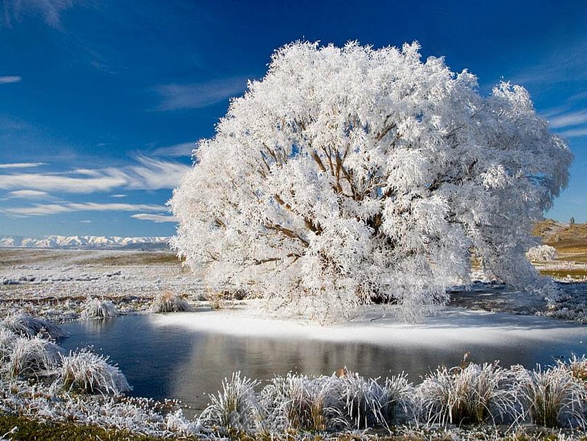 Kış ağacı, kış, don, kar, soğuk, doğa, su, buz, ağaç HD duvar kağıdı