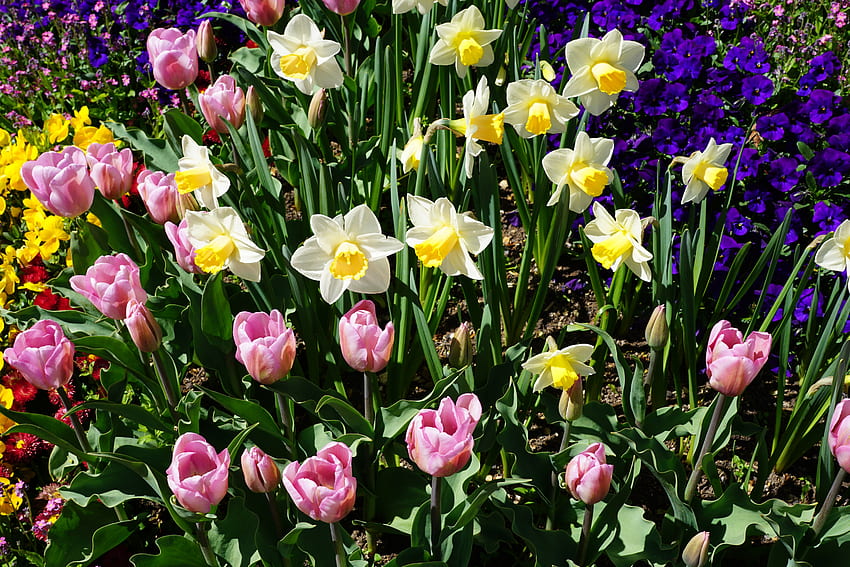 flores, tulipanes, narcissussi, macizo de flores, macizo de flores fondo de pantalla