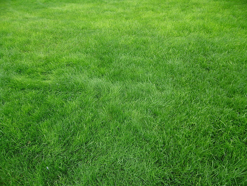 หญ้า พื้นผิว พื้นผิว ฟิลด์ วอลล์เปเปอร์ HD