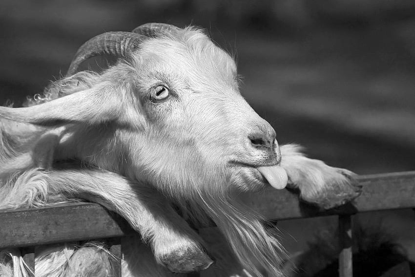 Black & White Happy Goat [1920 x 1280] :, Goat Art HD wallpaper