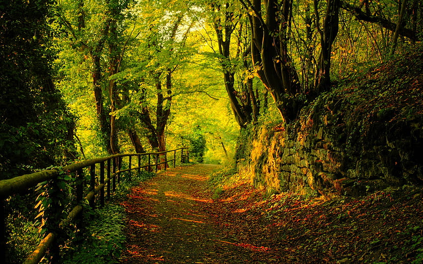 Outono, verde, árvores, folha, estrada, linda, natureza, floresta papel de parede HD