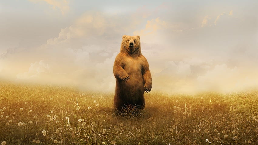 Beruang > Sub, Beruang Asli Amerika Keren Wallpaper HD