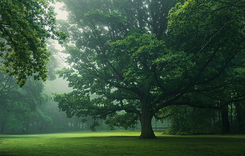 trees, nature, Park, foliage, morning, haze, oak, oaks for , section природа HD wallpaper