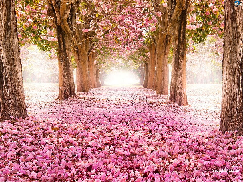 Hermosas flores de cerezo con flores de cerezo en cerezo, flor japonesa fondo de pantalla