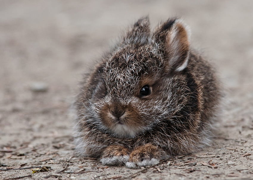 กระต่าย สัตว์ น่ารัก อีสเตอร์ กระต่าย วอลล์เปเปอร์ HD