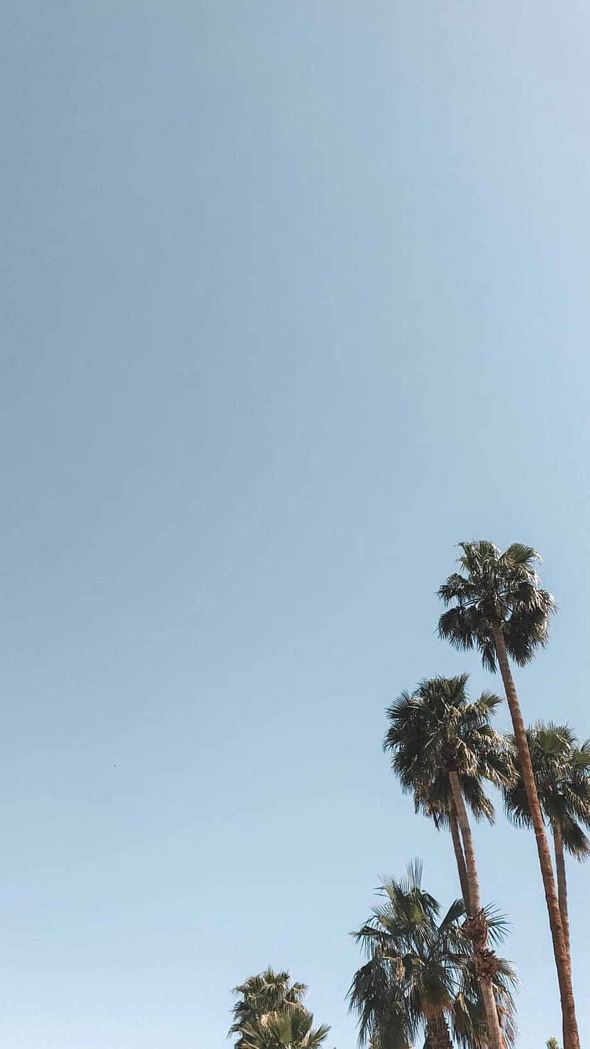 Cielo, albero, palma, vegetazione, blu, giorno. Palme, Palma estetica Sfondo del telefono HD