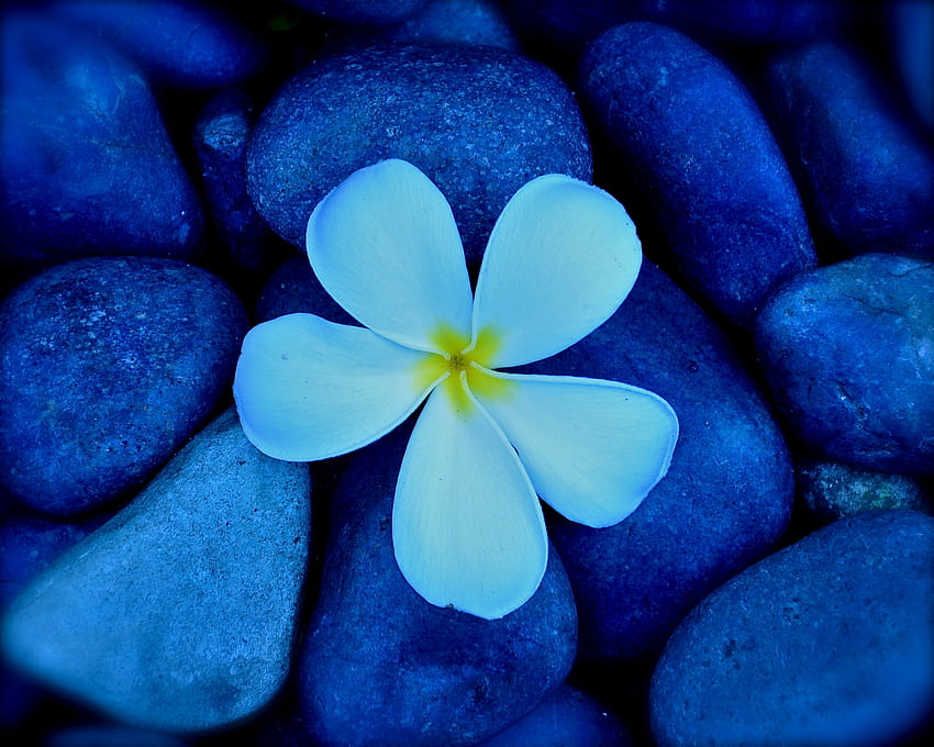 Pretty Flower with Pebbles, pebbles, rocks, stones, flower HD wallpaper