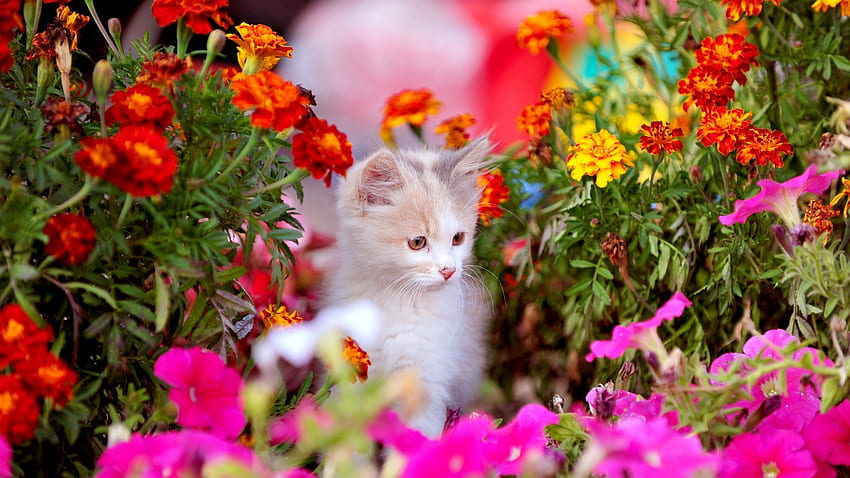1st Day of Summer . Holiday , Day of the Dead and Day of the Dead Skull, Beautiful Summer Cat HD wallpaper
