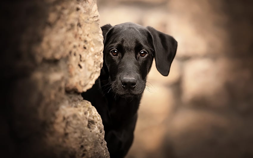 Labrador nero, cane, animale, labrador, nero Sfondo HD