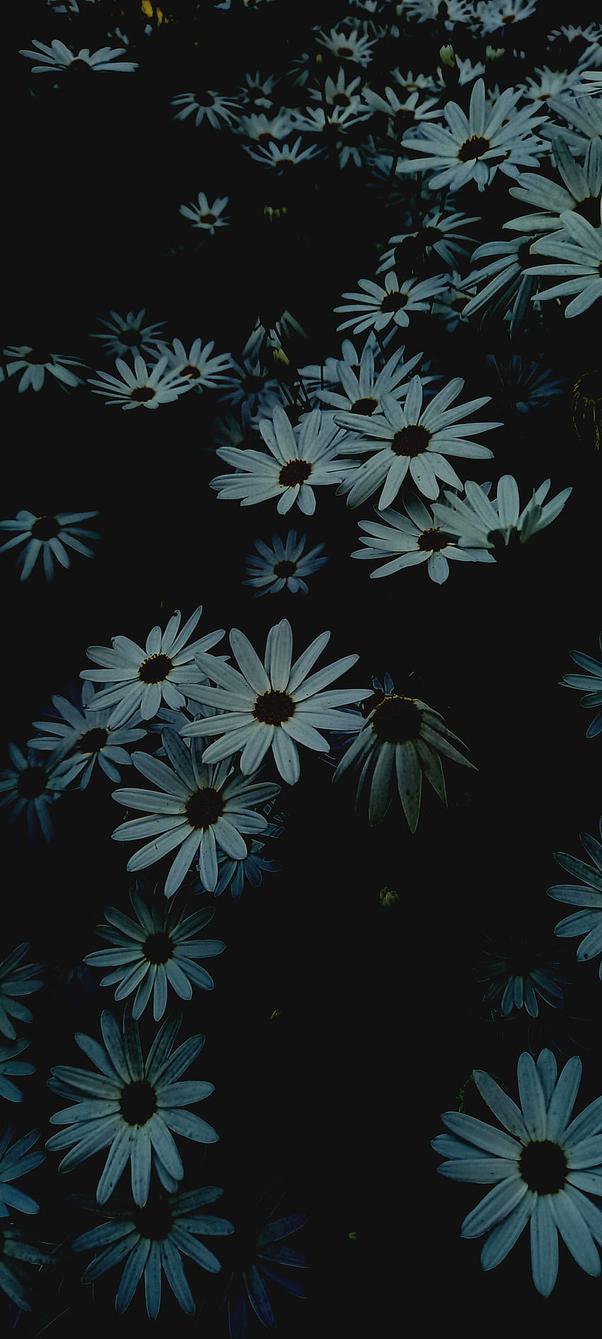 Pétalos, arte, flores, pétalo, oscuro, tumblr fondo de pantalla del  teléfono | Pxfuel