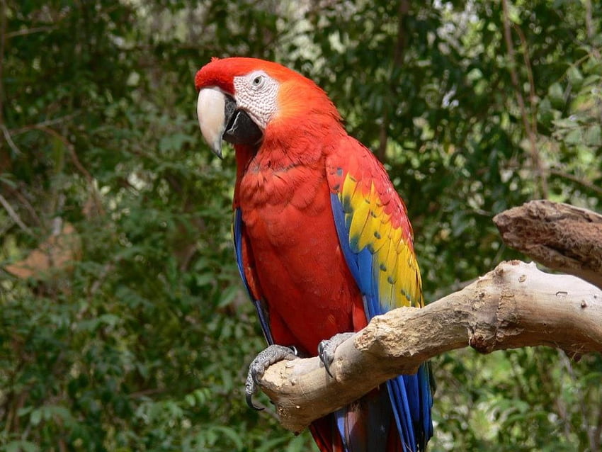 Macaw, animal, bird HD wallpaper