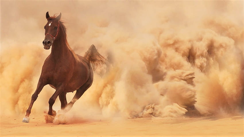 horse in the desert, desert, ride, horse, sand HD wallpaper