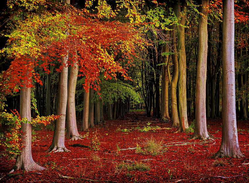 Foresta autunnale, caduta, sentiero, colori, autunno, bella, foresta, fogliame Sfondo HD