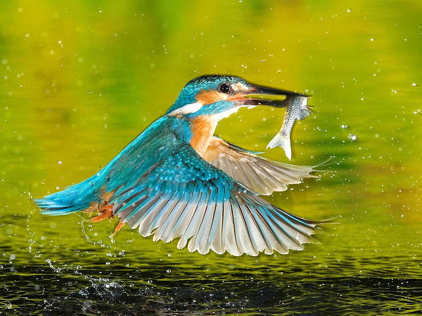 นกกระเต็น สีน้ำเงิน ขนนก นก อาหารกลางวัน บิน จับได้ วอลล์เปเปอร์ HD