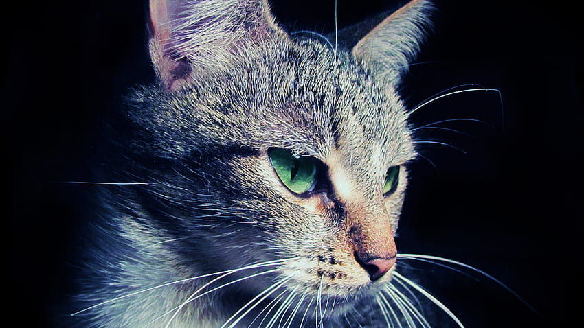 猫の目、エレガント、まぶしさ、怖い、灰色、緑、目、猫、ぶち 高画質の壁紙