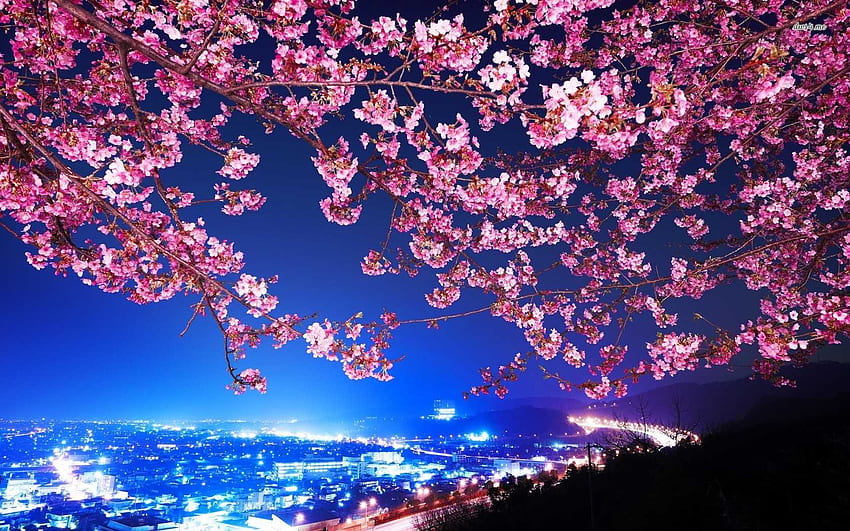 Cherry Blossom Night Of, Dark Cherry Blossom papel de parede HD