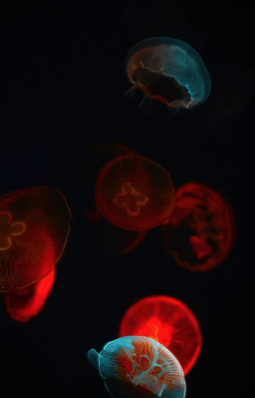 Jellyfish, Dark, Glow, Underwater World HD phone wallpaper