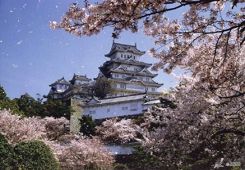 Ancient: Himeji Castle Spring Sakura Japanese Cherry Blossom Japan HD wallpaper