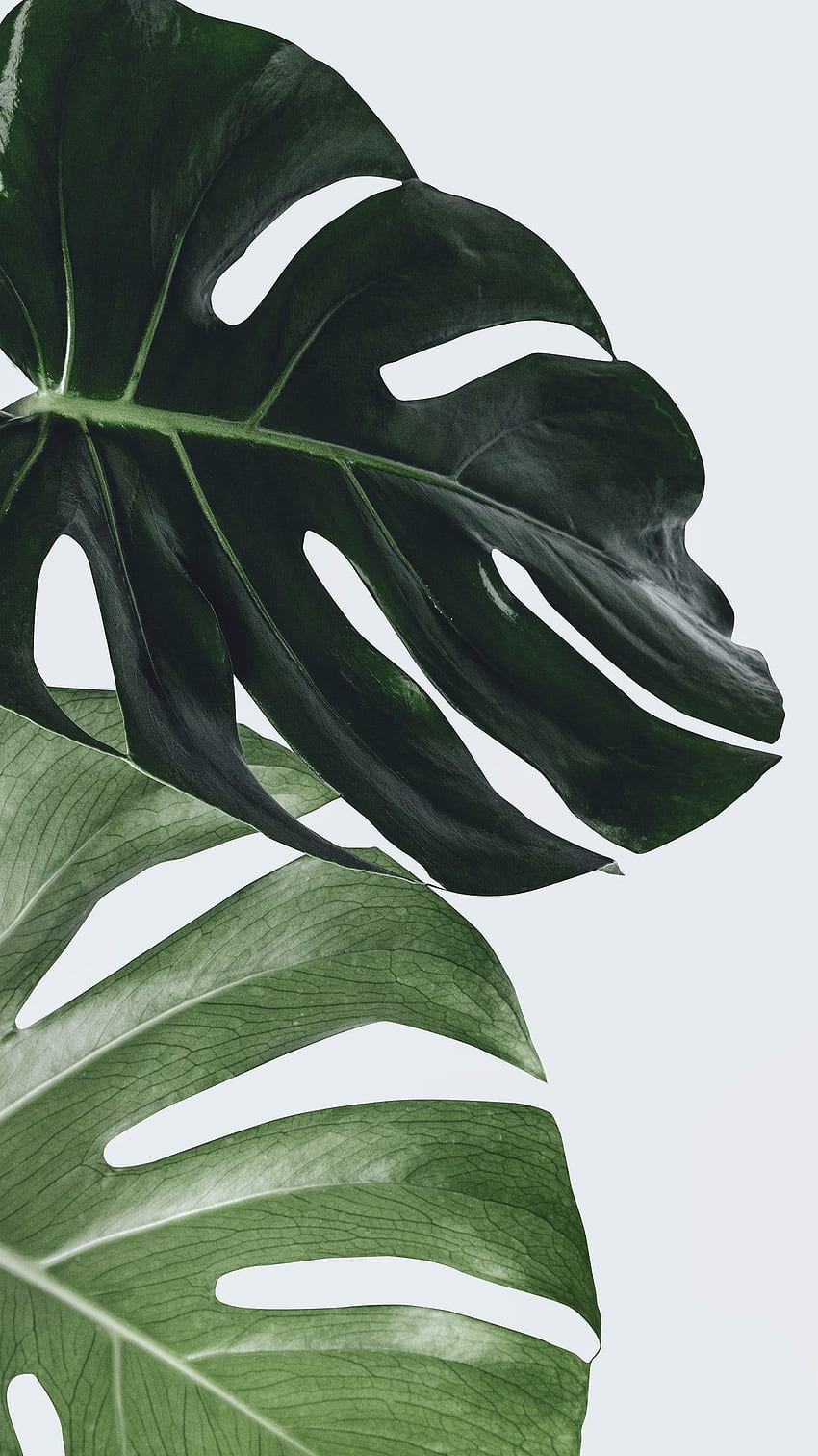 Стенно изкуство с листа на растение Monstera. / Джира. Стенно изкуство с листа, растения iPhone, растение Monstera HD тапет за телефон