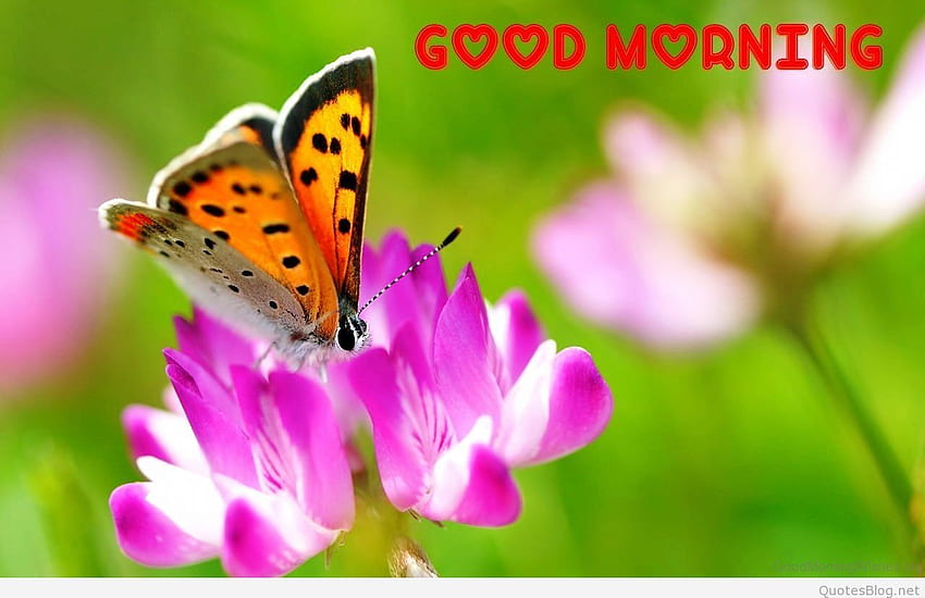 Good Morning Butterfly HD wallpaper