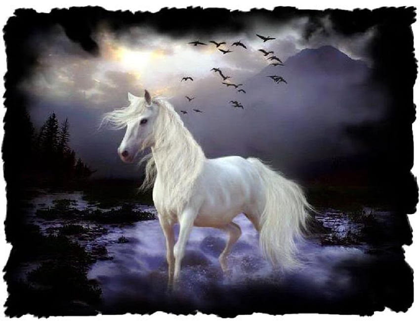 WHITE HORSE กลางคืน ม้า ขาว สวย เข้ม วอลล์เปเปอร์ HD