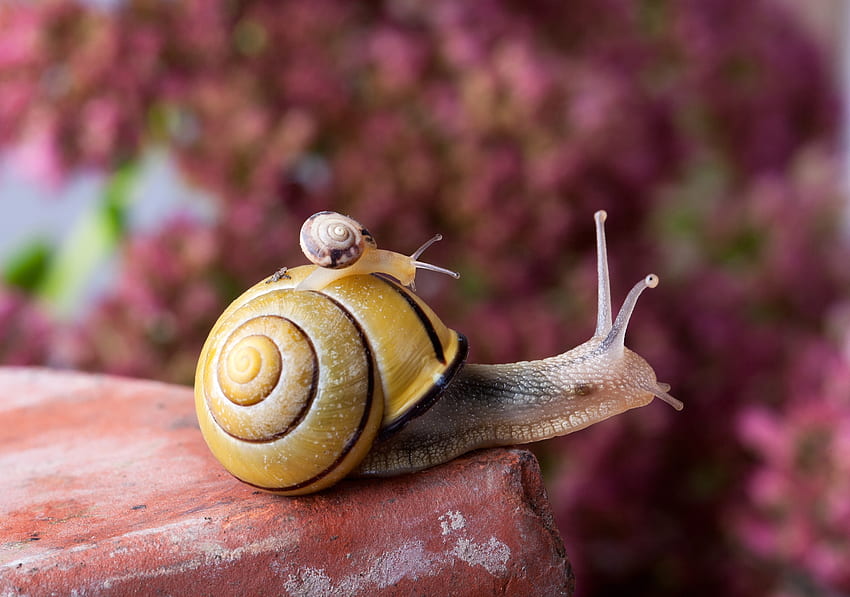 Snails, pink, one, yellow, couple, cute, funny, snail, little HD wallpaper