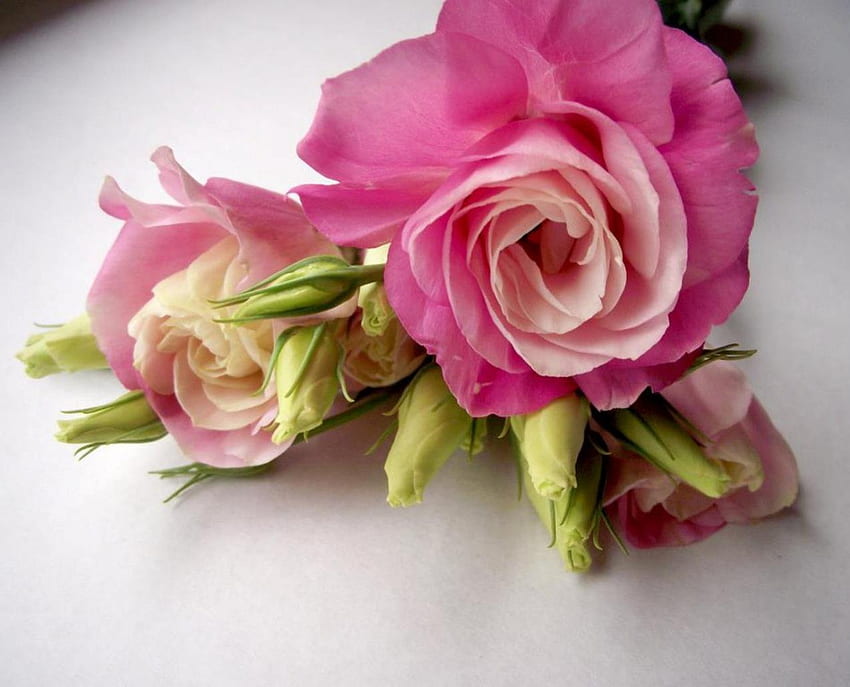 *Różowa miękkość*, delikatność, róż, róże, płatki, miękkie, piękne róże, kwiaty Tapeta HD