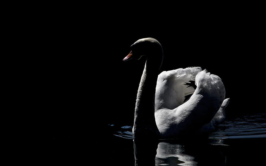นกหงส์หยก ขาวสวย ดำ Bw - Swan - - วอลล์เปเปอร์ HD