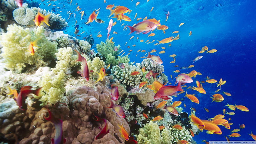 Coral, Real Coral Reef HD wallpaper | Pxfuel