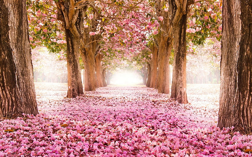 Cherry Blossom Ultra, Flor de cerezo de Japón fondo de pantalla | Pxfuel