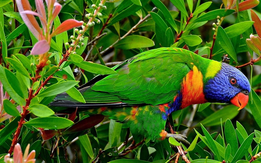 LORIKEET, Bird, Perched, Leaves, Colorful HD wallpaper