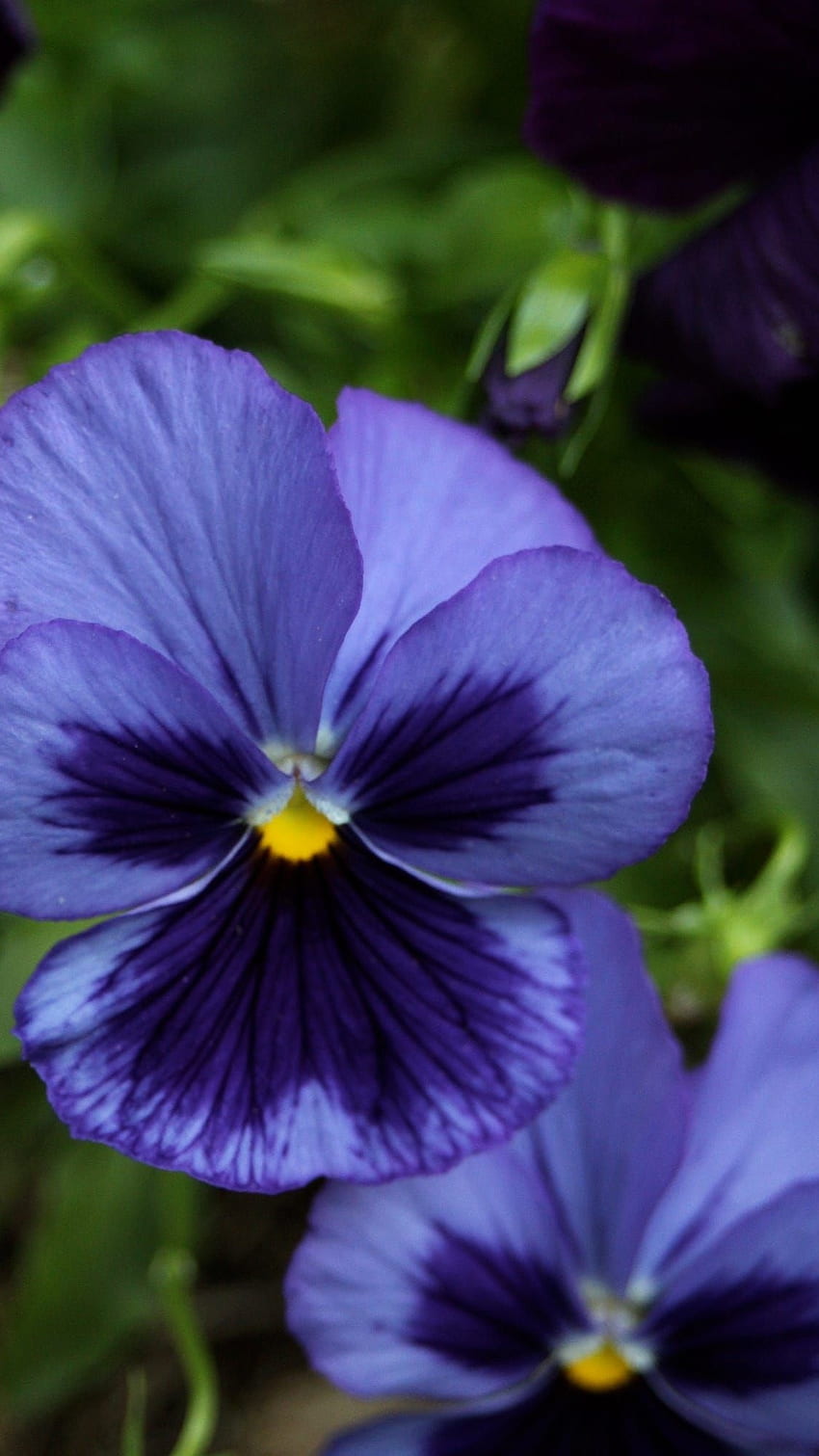 Pansy, Blue, Adorable, Flower HD phone wallpaper | Pxfuel