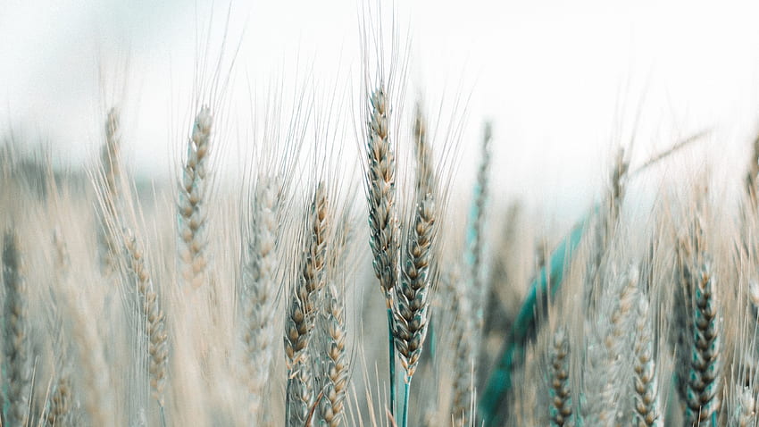 spikelets, wheat, field, grains, Cereals HD wallpaper