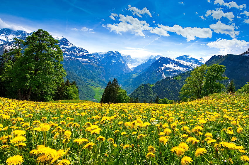 Meadow with wildflowers, mountain, hills, meadow, grass, beautiful, spring, dandelions, frehness, summer, wildflowers, view, sky HD wallpaper