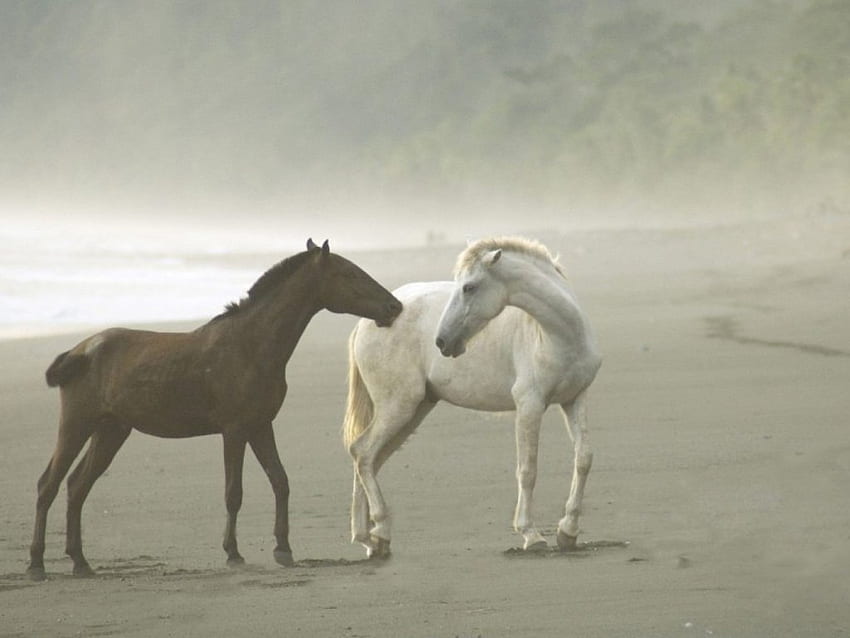 Caballos salvajes en la niebla, caballos, animales. fondo de pantalla