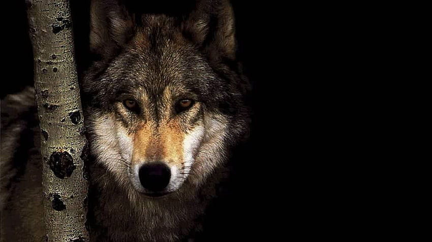Dark Wolf, Creepy Wolf HD wallpaper