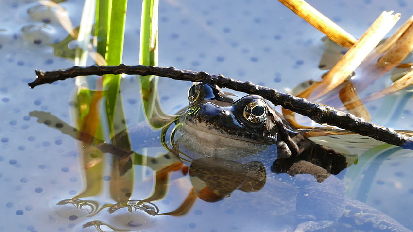 Tiere, Teich, Frosch, Amphibien HD-Hintergrundbild