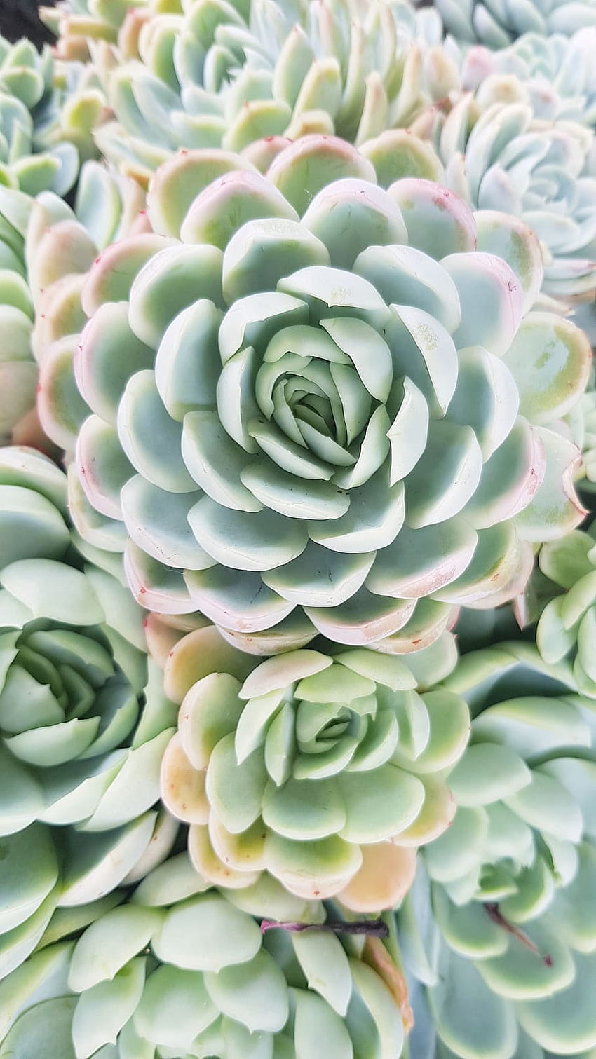 : Green Color, Close Up, Succulent Plant, Full Frame HD phone wallpaper