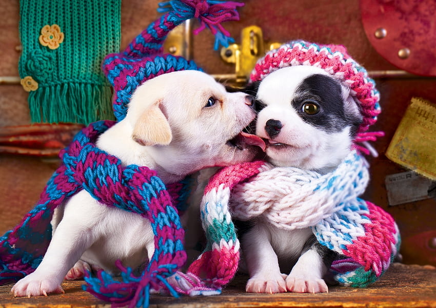 :D, kiss, funny, hat, caine, sweet, dog, cute, valentine, pink, puppy, couple, scarf HD wallpaper