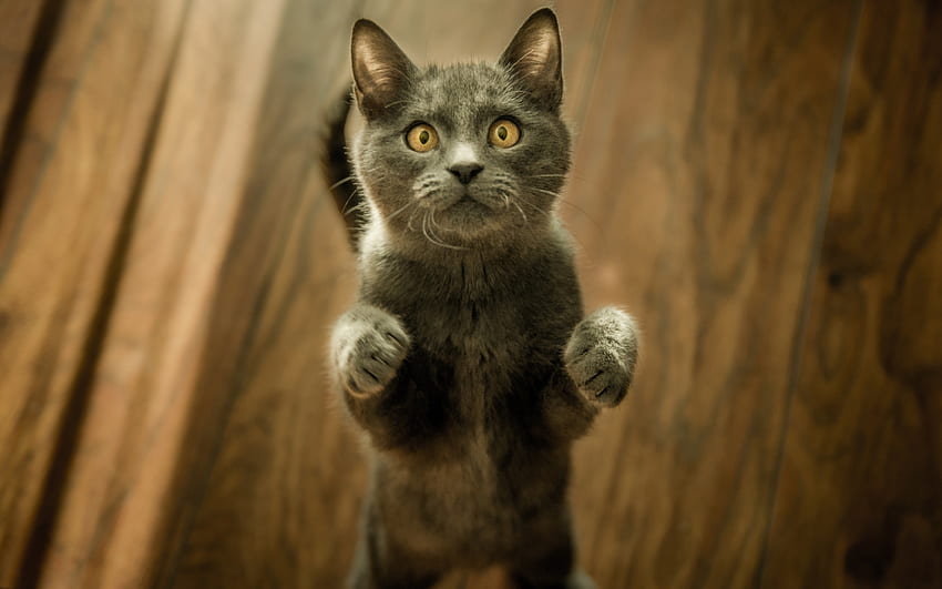Di Sini! Sini!, pisica, hewan, mata, kucing, lucu, paw Wallpaper HD