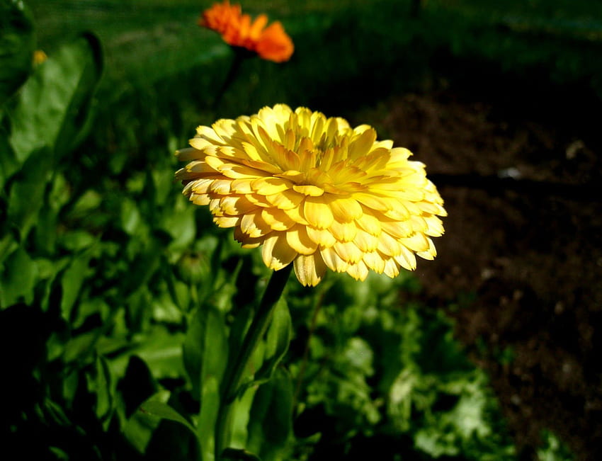 Marigold Flower Garden, Zen Flowers Yellow HD wallpaper | Pxfuel